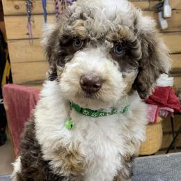 Assorted Doodle Crosses, Bernedoodle, Cockapoo, Double Doodle, Goldendoodle, and Golden Retriever Puppies from Hawk Mountain Doodles