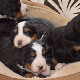 Bernese Mountain Dog Puppies from Brookwood Bernese Mountain Dogs