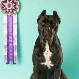 Qwenna  - Cane Corso