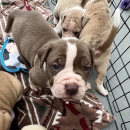 Alapaha Blue Blood Bulldog Puppies from WICKED Alapaha Kennel
