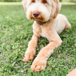 Brewer (Guardian Opportunity) - Apricot male Goldendoodle puppy in Ooltewah, Tennessee from Allison Family Doodles