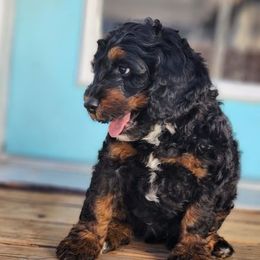 Bernedoodles from Peppers Puppies