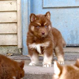Siberian Husky Puppies from Arctic Circle Kennels