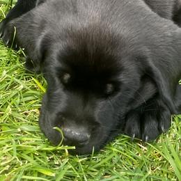 Labrador Retriever Puppies from Whispering Valley Labs