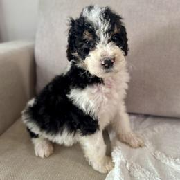 Smokey - Black and white male Bernedoodle puppy in Moreno Valley, California from Ayy_Doodles