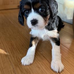 Phoebe - Tri-color female Cavalier King Charles Spaniel puppy in Traverse City, Michigan from Outerlochen Kennel - The Friends Litter - "The one with the new roommates"