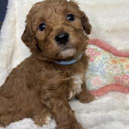 Blueberry - Red  male Goldendoodle puppy in Cleveland, Georgia from The O.G. Doodles
