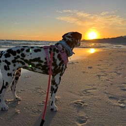 Basset Hound and Dalmatian Puppies from Lazy B Bassets and Dalmatians