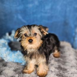 Pup 1 - Black and tan male Yorkshire Terrier puppy in Polk City, Florida from Yorkies by Casey