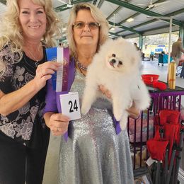 Pomeranian Puppies from Sparkle Plenty Poms