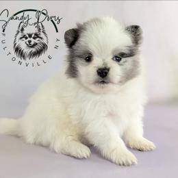 Gemma - Blue merle female Pomeranian puppy in Fultonville, New York from Sandy Aussies & Pomeranians
