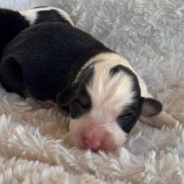 Boy 3 - Black and tan male Pembroke Welsh Corgi puppy in Beggs, Oklahoma from Blue Diamond Corgi’s