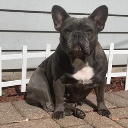 French Bulldogs from Flores Frenchies