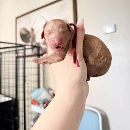 Vitani - Apricot female Poodle puppy in Plainfield, New Jersey from Caris Paws Poodles and Labradoodles