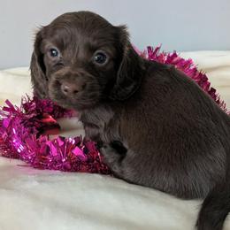 Almond 2500 - Chocolate female Dachshund puppy in Sonora, Kentucky from Maple Hill Miniature Dachshunds