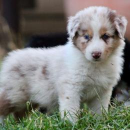 Australian Shepherd Puppies from Knight's Aussies