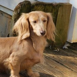 Dachshunds from Stacey's Pups
