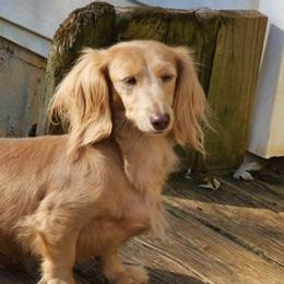 Dachshunds from Stacey's Pups