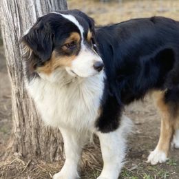 Honor  - Australian Shepherd