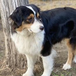 Honor  - Australian Shepherd