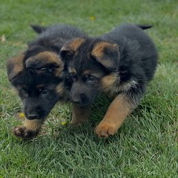 German Shepherd Puppies from Von Legends Burg