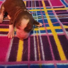 Girl 2 - White and red female Bordoodle puppy in New Oxford, Pennsylvania from The Weekend Farm