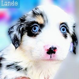 Lando - Blue merle male Miniature Australian Shepherd puppy in Punta Gorda, Florida from Christie's Creekside Aussies