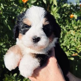 Spice - Tri-color female Bernedoodle puppy in Tucson, Arizona from Adored Poodle & Doodles