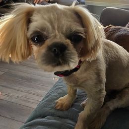 Ivory - Shih Tzu