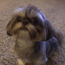 Bailey - Shih Tzu