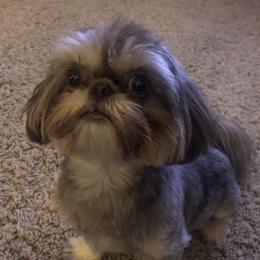 Bailey - Shih Tzu
