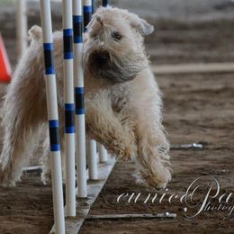 Soft Coated Wheaten Terriers from Kajun Wheaten Terriers