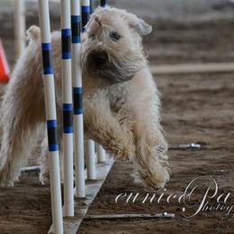 Soft Coated Wheaten Terriers from Kajun Wheaten Terriers