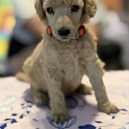 Millie - Apricot female Poodle puppy in Brooksville, Florida from Ariella Standard Poodles & Chinese Cresteds