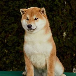 Ryo - Shiba Inu