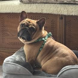 Pumpkin - French Bulldog