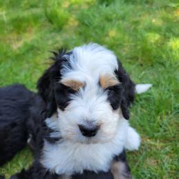 Bernedoodle and Bernese Mountain Dog Puppies from NW Bernedoodles of Washington