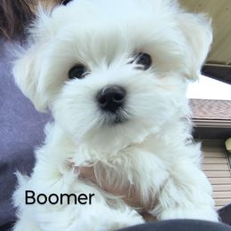 Boy 1 - White male Maltese puppy in Kane, Pennsylvania from Emerald Maltese