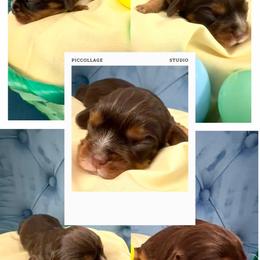 Mike - Chocolate male Cavalier King Charles Spaniel puppy in Spring Hill, Florida from Wonderland Cavaliers