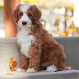 Rodeo - Red male Bernedoodle puppy in Dundee, Ohio from Down Home Doodle