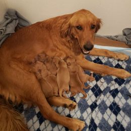 Shasta - Golden Retriever