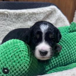 Blueberry - Tri-color male Bernedoodle puppy in Carmichaels, Pennsylvania from JensenBelle Doodles