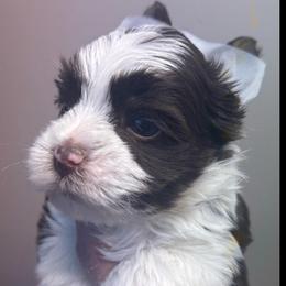 Marley - Chocolate, tan and white male Yorkshire Terrier puppy in Florence, Kentucky from 4paws4ever by Design