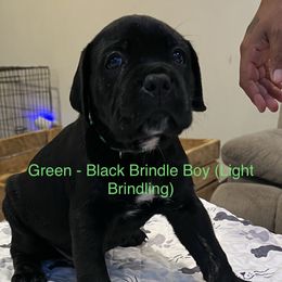 Cane Corso from BFM Cane Corso’s