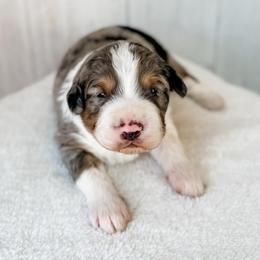 Boy 1 - Blue merle male Aussiedoodle puppy in Arlington, Washington from Doodle Love Laugh