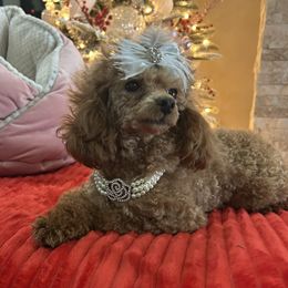 Mercedes - Poodle