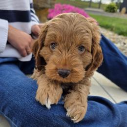 Chip - Apricot male Cavapoo puppy in Sugarcreek, Ohio from True Hearted Doodles