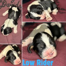 Low Rider - Black white and tan male English Springer Spaniel puppy in Fond Du Lac, Wisconsin from Clucking Homestead Springers & Dachshunds
