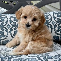 Winston - Apricot male Maltipoo puppy in Mabelvale, Arkansas from Durham's Designer Poos