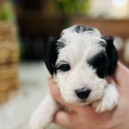 Lily - female Havapoo puppy in Natural Bridge, Virginia from Rockbridge Puppies